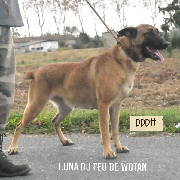 Luna du Feu de Wotan