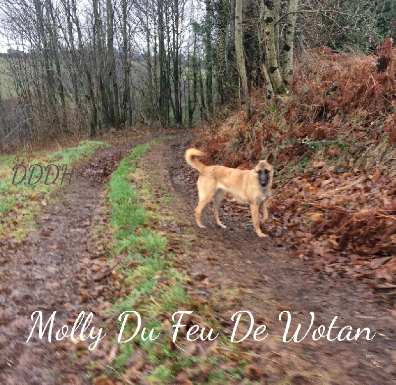 Molly du Feu de Wotan